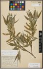 Foto von Salix alba L. x Salix fragilis L.